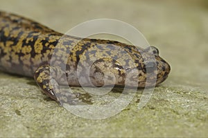 Closeup on a colorful Japanese Hida streamside salamander, Hynobius kimurae sitting on a stone