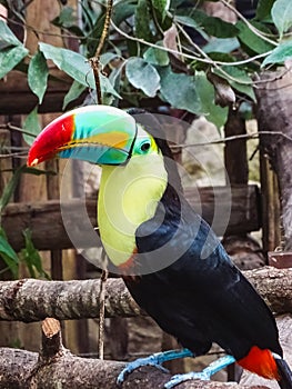 Closeup of a colorful keel billed toucan in papiliorama