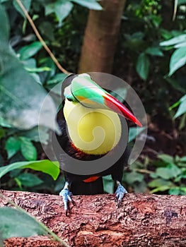 Closeup of a colorful keel billed toucan in papiliorama