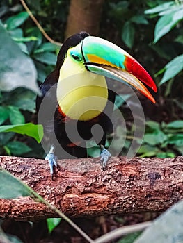 Closeup of a colorful keel billed toucan in papiliorama