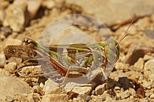 Closeup of the colorful and large French grashopper , Oedaleus decorus with it`s pink legs photo