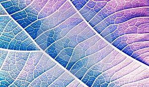 Closeup of a colorful leaf background