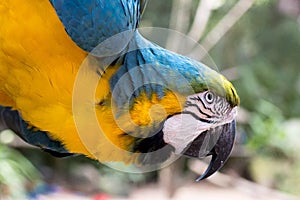 Macaw parrot closeup photo