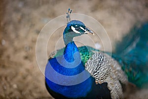 Closeup of colorful male peacock at zoo