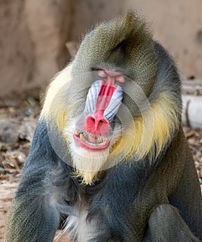 Closeup of a Colorful Mandrill