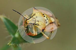 Closeup on a colorful mediterranean Carpocoris mediterraneus atlanticus shieldbug, against a green background