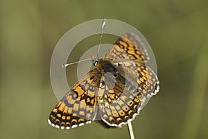 Closeup on a colorful Mediterranean Glanville Fritillary, Melitaea cinxia with open wings