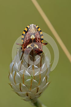 Closeup on a colorful mediterranean pentatomid shieldbug, Codophila varia photo