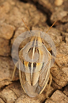 Closeup on a colorful Mediterranean shield bug , Aelia cognata sitting on wood