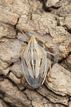 Closeup on a colorful Mediterranean shield bug , Aelia cognata sitting on wood