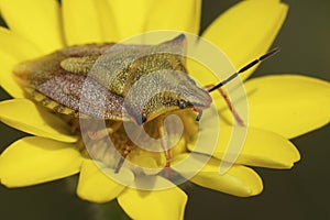 Closeup on a colorful Mediterranean shield bug Carpocoris mediterraneus ssp. atlanticus, sitting on a yellow flower