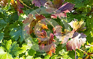 Closeup of Colorful Merlot Red Wine Grape Leaves