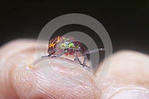 Closeup of the colorful metallic jewel bug nymph.