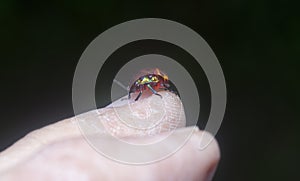 Closeup of the colorful metallic jewel bug nymph.