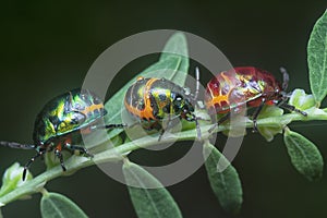 Closeup of the colorful metallic jewel bug nymph.