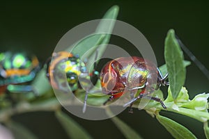 Closeup of the colorful metallic jewel bug nymph.