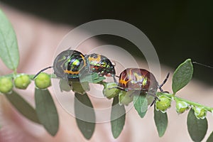 Closeup of the colorful metallic jewel bug nymph.