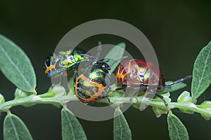 Closeup of the colorful metallic jewel bug nymph.