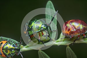 Closeup of the colorful metallic jewel bug nymph.