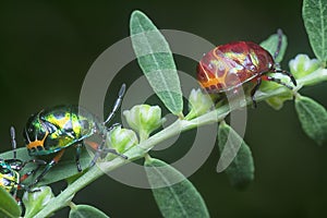 Closeup of the colorful metallic jewel bug nymph.