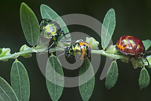 Closeup of the colorful metallic jewel bug nymph.