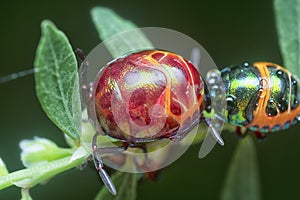 Closeup of the colorful metallic jewel bug nymph.