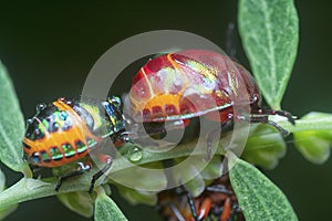 Closeup of the colorful metallic jewel bug nymph.