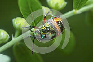 Closeup of the colorful metallic jewel bug nymph.