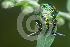 Closeup of the colorful metallic jewel bug nymph.