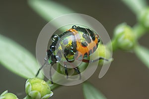 Closeup of the colorful metallic jewel bug nymph.