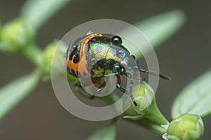 Closeup of the colorful metallic jewel bug nymph.