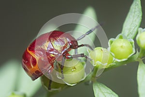 Closeup of the colorful metallic jewel bug nymph.