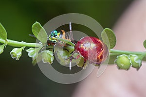 Closeup of the colorful metallic jewel bug nymph.