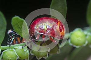 Closeup of the colorful metallic jewel bug nymph.