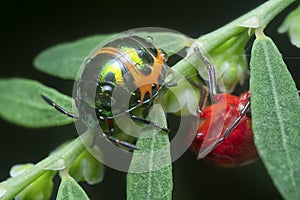 Closeup of the colorful metallic jewel bug nymph.