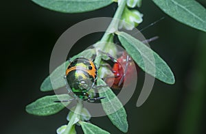 Closeup of the colorful metallic jewel bug nymph.