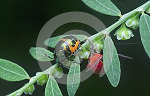 Closeup of the colorful metallic jewel bug nymph.