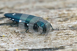 Closeup on a colorful metallic Oak splendour beetle , Agrilus biguttatus, sitting on a piece of wood