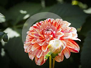 Closeup of a colorful multicolored orange double blooming Dahlia flower with flower-buds