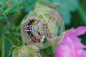 Closeup of the colorful nymph of the Souther green shieldbug , Nezara virudula photo