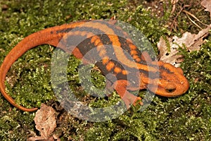 Closeup on a colorful orange adult Mandarain newt, Tylototriton shanjing, a threatened salamander species