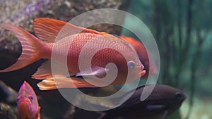 Closeup of a colorful orange cichlid fish making a funny startled expression, fish spreading fins