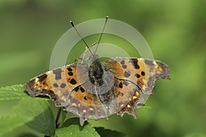 Closeup on a colorful Orange Comma butterfly, Polygonia c-album with spread wings