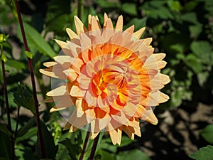 Closeup of a colorful orange double blooming Dahlia flower