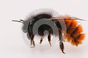 Closeup on a colorful orange female European orchard mason bee, Osmia cornuta on a white background