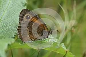 Closeup on a colorful Orange Gatekeeper buttterfly , Pyronia tithonus sitting on a green leaf