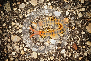 Closeup of the colorful orange Megarian or Mediterranean banded centipede , Scolopendra cingulata