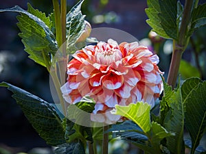 Closeup of a colorful orange with white tips double blooming Dahlia flower