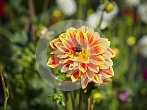 Closeup of a colorful orange with white tips double blooming Dahlia flower and