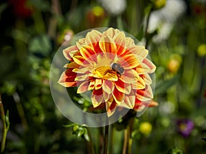 Closeup of a colorful orange with white tips double blooming Dahlia flower and bee